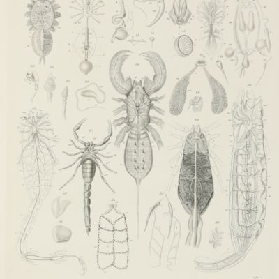 image for Icones zootomicae. Mit Originalbeiträgen der Herrn G. J. Allman, C. Gegenbauer, Th. H. Huxley, Aln. Kölliker, H. Müller, M. S. Schultze, C. Th. E. von Siebold und F. Stein. Erste Hälfte oder Tafel I-XXIII: Die wirbellose Thiere. [All published]