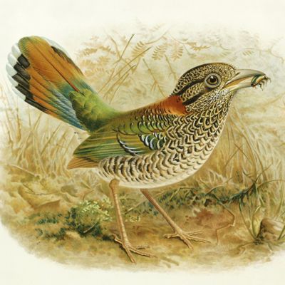 image for Histoire physique, naturelle et politique de Madagascar. XII-XV. Histoire naturelle des oiseaux. [AND] XII. Supplément. [Complete].