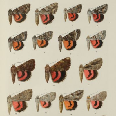 Illustrations of the North American species of the genus <em>Catocala</em>.