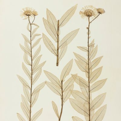 Physiotypia Plantarum Austriacarum. Der Naturselbstdruck in seiner Anwendung auf die Gefässpflanzen des Österreichischen Kaiserstaates, mit besonderer Berücksichtigung der Nervation in den Flächenorganen der Pflanzen. Plate 627. <em>Inula salicina</em>.