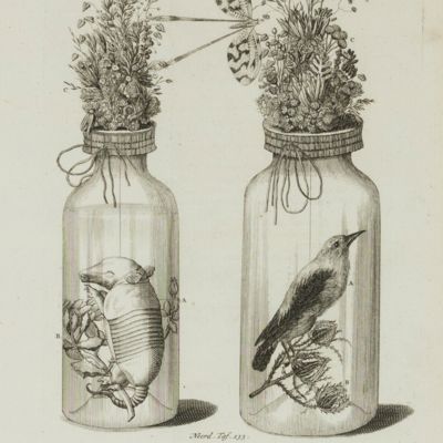 [Original engraved print]