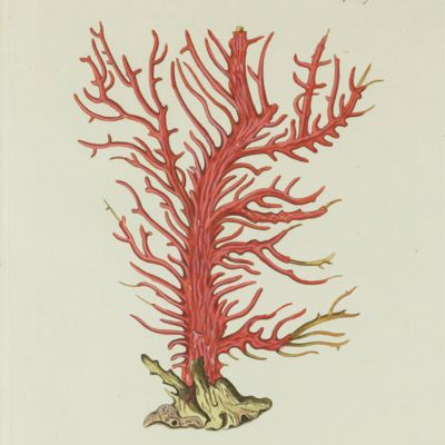 image for Gorgonian. [Plate V From: "Die Pflanzenthiere in Abbildungen nach der Natur mit Farben erleuchtet nebst Beschreibungen"].