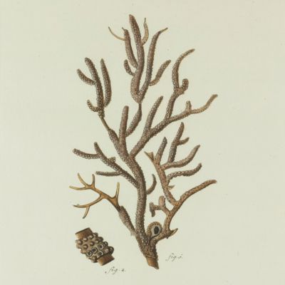 image for Gorgonian. [Plate VI From: "Die Pflanzenthiere in Abbildungen nach der Natur mit Farben erleuchtet nebst Beschreibungen"].