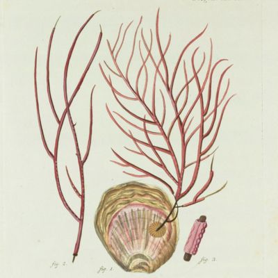 Gorgonian. [Plate XIX From: "Die Pflanzenthiere in Abbildungen nach der Natur mit Farben erleuchtet nebst Beschreibungen"].