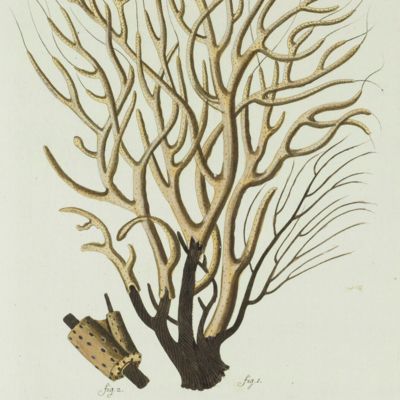 Gorgonia. [Plate Gorg. XXIV From: "Die Pflanzenthiere in Abbildungen nach der Natur mit Farben erleuchtet nebst Beschreibungen"].