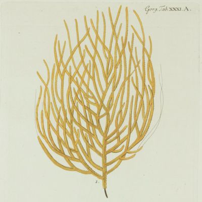 Gorgonian. [Plate XXXI.A From: "Die Pflanzenthiere in Abbildungen nach der Natur mit Farben erleuchtet nebst Beschreibungen"].