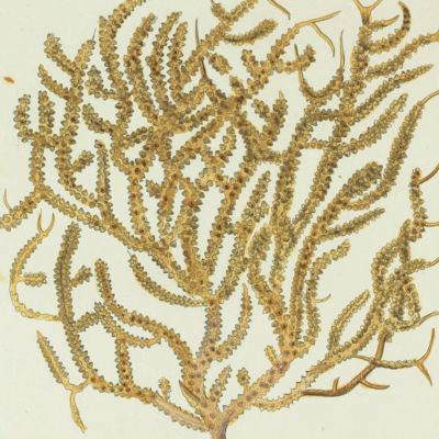 Gorgonian. [Plate XXXIII From: "Die Pflanzenthiere in Abbildungen nach der Natur mit Farben erleuchtet nebst Beschreibungen"].