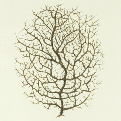 image for Black Coral, <em>Antipathes</em>. [Plate II From: "Die Pflanzenthiere in Abbildungen nach der Natur mit Farben erleuchtet nebst Beschreibungen"].