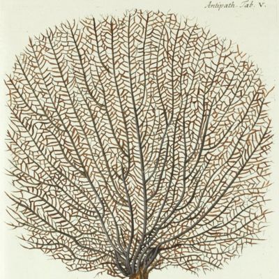 Black Coral, <em>Antipathes</em>. [Plate V From: "Die Pflanzenthiere in Abbildungen nach der Natur mit Farben erleuchtet nebst Beschreibungen"].