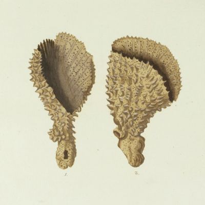 Sea Sponge. [Plate VII.A From: "Die Pflanzenthiere in Abbildungen nach der Natur mit Farben erleuchtet nebst Beschreibungen"].