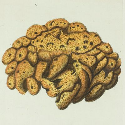 image for Sea Sponge. [Plate XVII From: "Die Pflanzenthiere in Abbildungen nach der Natur mit Farben erleuchtet nebst Beschreibungen"].