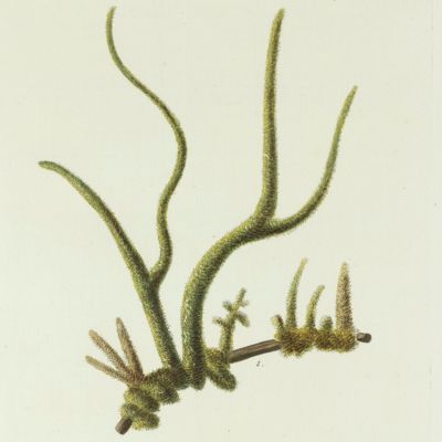 image for Freshwater Sponge. [Plate XXIII From: "Die Pflanzenthiere in Abbildungen nach der Natur mit Farben erleuchtet nebst Beschreibungen"].