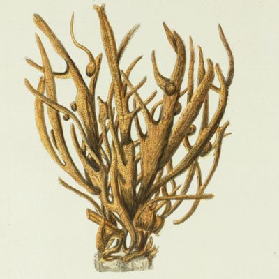 image for Sea Sponge. [Plate XXVIII From: "Die Pflanzenthiere in Abbildungen nach der Natur mit Farben erleuchtet nebst Beschreibungen"].