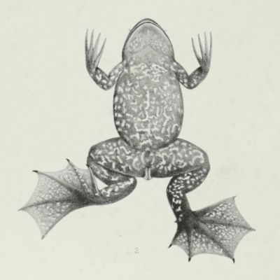 image for <em>Xenopus rothschildi [lithographed plate of an undescribed frog]</em>