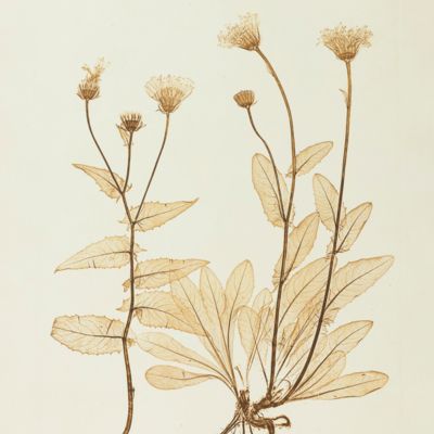 Physiotypia Plantarum Austriacarum. Der Naturselbstdruck in seiner Anwendung auf die Gefässpflanzen [Nature-printed plate 695]