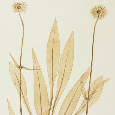 image for Physiotypia Plantarum Austriacarum. Der Naturselbstdruck in seiner Anwendung auf die Gefässpflanzen [Nature-printed plate 609]