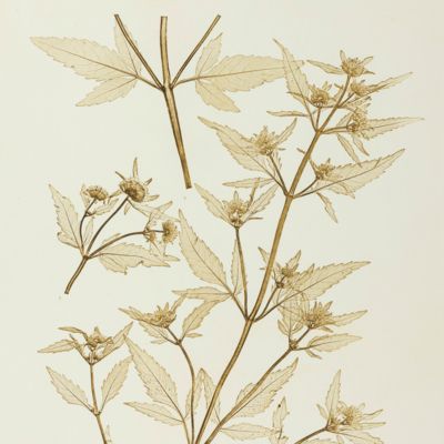image for Physiotypia Plantarum Austriacarum. Der Naturselbstdruck in seiner Anwendung auf die Gefässpflanzen [Nature-printed plate 630]