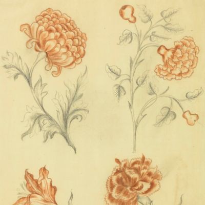 image for [18th-century floral design - carnations]