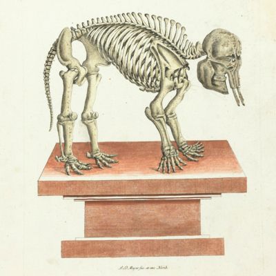 image for Vorstellungen allerhand Thiere. Plate LXX [Elephant]