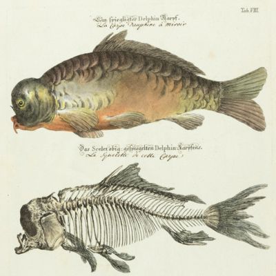 image for Vorstellungen allerhand Thiere. Plate VIII [Delphin Karpf]