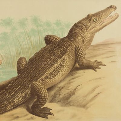image for Crocodile [Very large print, framed].
