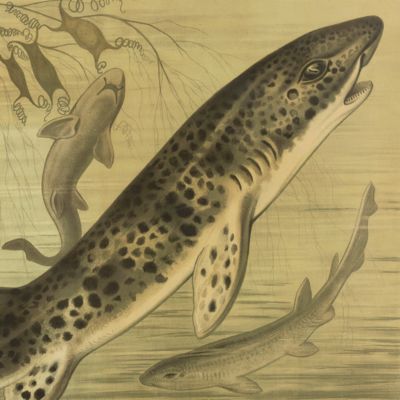 image for Nursehound Shark [Very large print, framed].