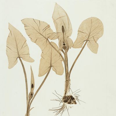 image for Physiotypia Plantarum Austriacarum. Der Naturselbstdruck in seiner Anwendung auf die Gefässpflanzen [Nature-printed plates 197-198]