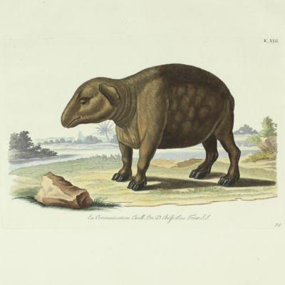 image for Delices de la nature ou choix de tout ce que les trois regnes de la nature renferment de plus digne des recherches d'un curieux, pour en former un cabinet ouvrage communiqué ci-devant au public par Georg Wolfgang Knorr célébre graveur de Nuremberg continué par ses héritiers avec les descriptions et remarques de Philippe Louis Statius Müller ... revû, corrigé et augmenté d'une préface par Mr. Jean Ernest Emanuel Walch ...traduit de l'allemand par Jaques Frederic Isenflamm. [Hippopotamus].