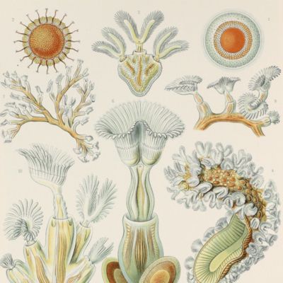 Kunstformen der Natur. Plate 23. <em>Cristatella</em> - Bryozoa - Moostiere [Bryozoa]
