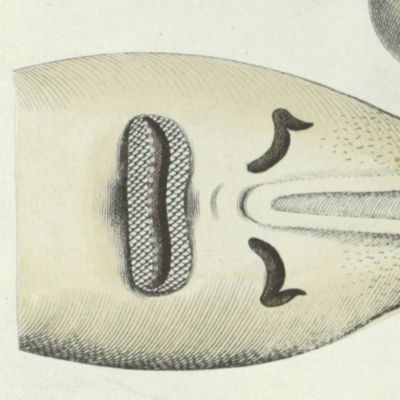 Allgemeine Naturgeschichte der Fische - Naturgeschichte der ausländischen Fische. Plate CXX "Embrio squali pristis. Ein ungebohrner Soegefisch. L'embrion de la scie." [Sawfish, unborn].