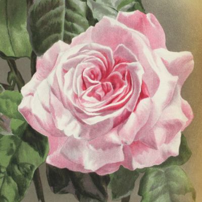 image for Four roses from "the Garden".