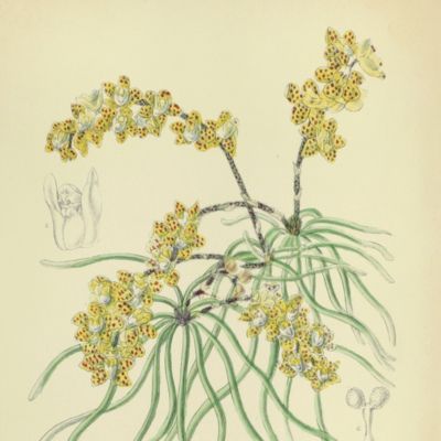 <em>Sarcochilus luniferus.[Burmese yellow orchid].</em>