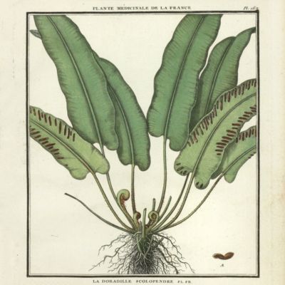 <em>Asplenium scolopendrium [Fern - from the Herbier de la France]</em>