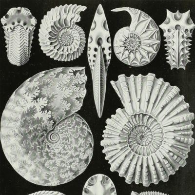 Kunstformen der Natur. Plate 44. Ammonites - Ammonitida - Ammonshörner [Ammonites]