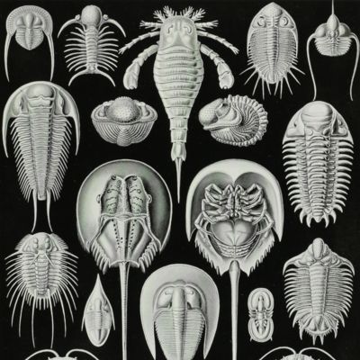 Kunstformen der Natur. Plate 47. <em>Limulus</em> - Aspidonia - Schildtiere [Trilobites and horseshoe crabs]