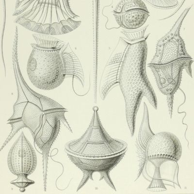 Kunstformen der Natur. Plate 14. <em> Peridinium</em>- Peridinea - Geißelhütschen [Dinoflagellate]