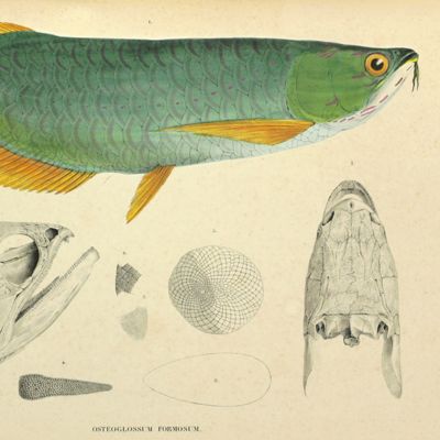 image for Beschrijving van een' nieuwen zoetwater-visch van Borneo, <em>Osteoglossum formosum</em>. [AND] Beschrijving van vier oost-Indische zeevisschen behoorende tot het geslacht <em>Amphacanthus</em>. [AND] Overzigt der uit de Sunda- en Moluksche zeeën bekende visschen van de geslachten <em>Amphiprion, Premnas, Pomacentrus, Clyphisodon, Dascyllus</em> en <em>Heliases</em>.