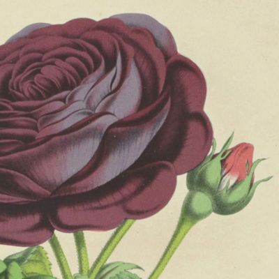 Rose André Leroy (d'Angers) [from La Belgique horticole. Journal des serres et des vergers].