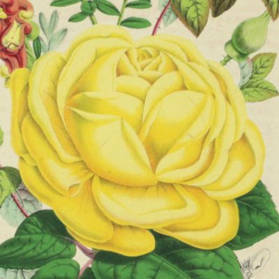 Rose thé: Isabelle Grey [Tea-rose from La Belgique horticole. Journal des serres et des vergers].