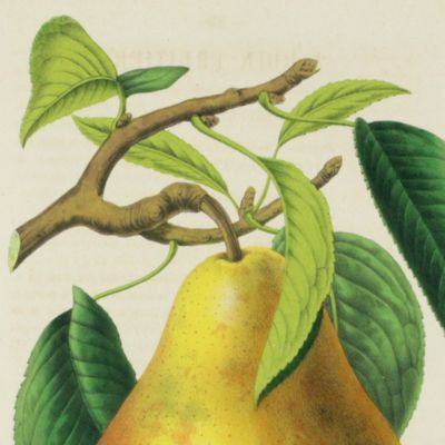 image for Beurré Sterckmans [Pear from La Belgique horticole. Journal des serres et des vergers].