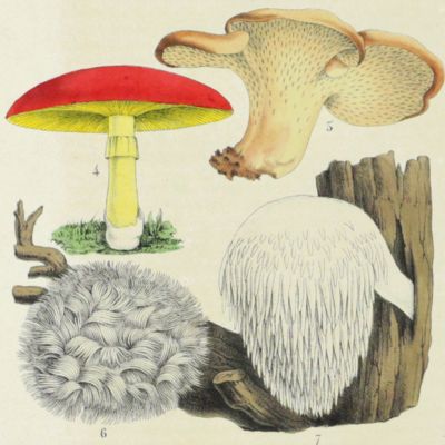 Agarie and other mushrooms [from La Belgique horticole. Journal des serres et des vergers].