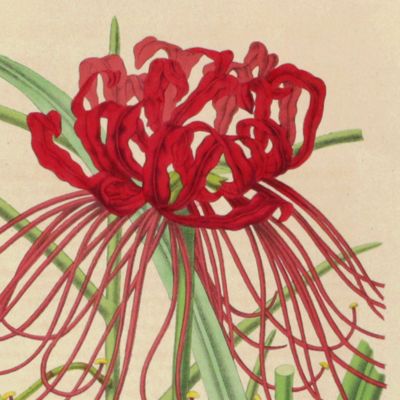 image for <em>Sarcanthus teretifoliusLindl. <em></em>[Orchid from La Belgique horticole. Journal des serres et des vergers].</em>