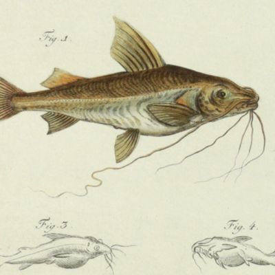 image for Allgemeine Naturgeschichte der Fische - Naturgeschichte der ausländischen Fische. Plate XXXV, <em>Silurus clarias</em>/Der Langbart [AND] <em>Silurus ascita</em>/Der Platzbauch.
