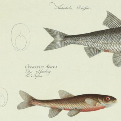 Allgemeine Naturgeschichte der Fische - Naturgeschichte der ausländischen Fische. Plate XCVII, Cyprinus Leuciscus/Der Lauben/La Vandoise/The Dace [AND] Cyprinus Aphya/Der Spirling/L'Aphie [AND] Gasteropelecus/Das Gärtnermesser/La Serpe.