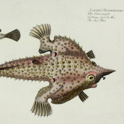 image for Allgemeine Naturgeschichte der Fische - Naturgeschichte der ausländischen Fische. Plate CX, <em>Lophius Vespertilio</em>/Der Einhornteufel/La Chauve Souris de Mer/The Sea-Bat.