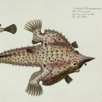 Allgemeine Naturgeschichte der Fische - Naturgeschichte der ausländischen Fische. Plate CX, <em>Lophius Vespertilio</em>/Der Einhornteufel/La Chauve Souris de Mer/The Sea-Bat.