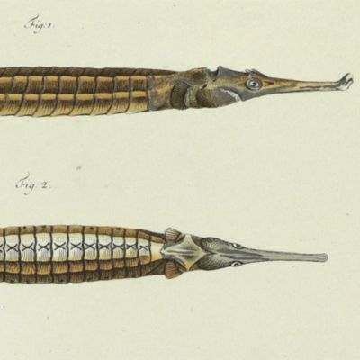 image for Allgemeine Naturgeschichte der Fische - Naturgeschichte der ausländischen Fische. Plate CXXI, <em>Sygnathus biaculeatus</em>/Die Stachelnadel/L'Epine double [AND] <em>Pegasus natans</em>/Der Schwimmer/Le Nageur.