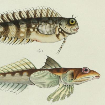 Allgemeine Naturgeschichte der Fische - Naturgeschichte der ausländischen Fische. Plate CLXII, <em>Blennius fasciatus</em>/Der Bandirte Schleimfish/La Percepierre rayée [AND] <em>Callionymus dracunculus</em>/Der Seedrache/Le Doucet/The Sordid Dragoned.