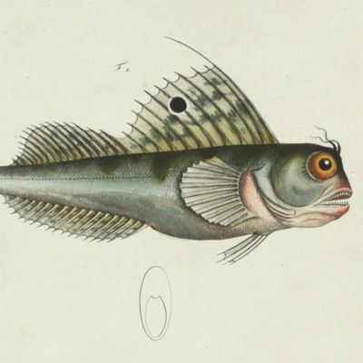 image for Allgemeine Naturgeschichte der Fische - Naturgeschichte der ausländischen Fische. Plate CLXVII, <em>Blennius ocellaris</em>/Der Meerpappillon/Le Perce-pierre à mouche/The Butterfly-Fish [AND] <em>Blennius gattorugine</em>/Der Meerhirsch/Le Gattorugine [Tompot Blenny].