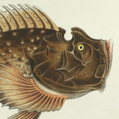 image for Allgemeine Naturgeschichte der Fische - Naturgeschichte der ausländischen Fische. Plate CLXXXIII, <em>Scorpaena Horrida</em>/Der Zauberfish/La Pythonishe [Estuarine stonefish].